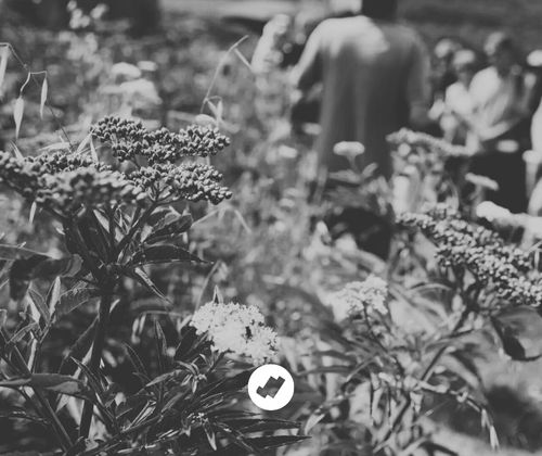 Un paseo botánico por Berceo, San Millán y San Andrés con Escenario Vivo festival